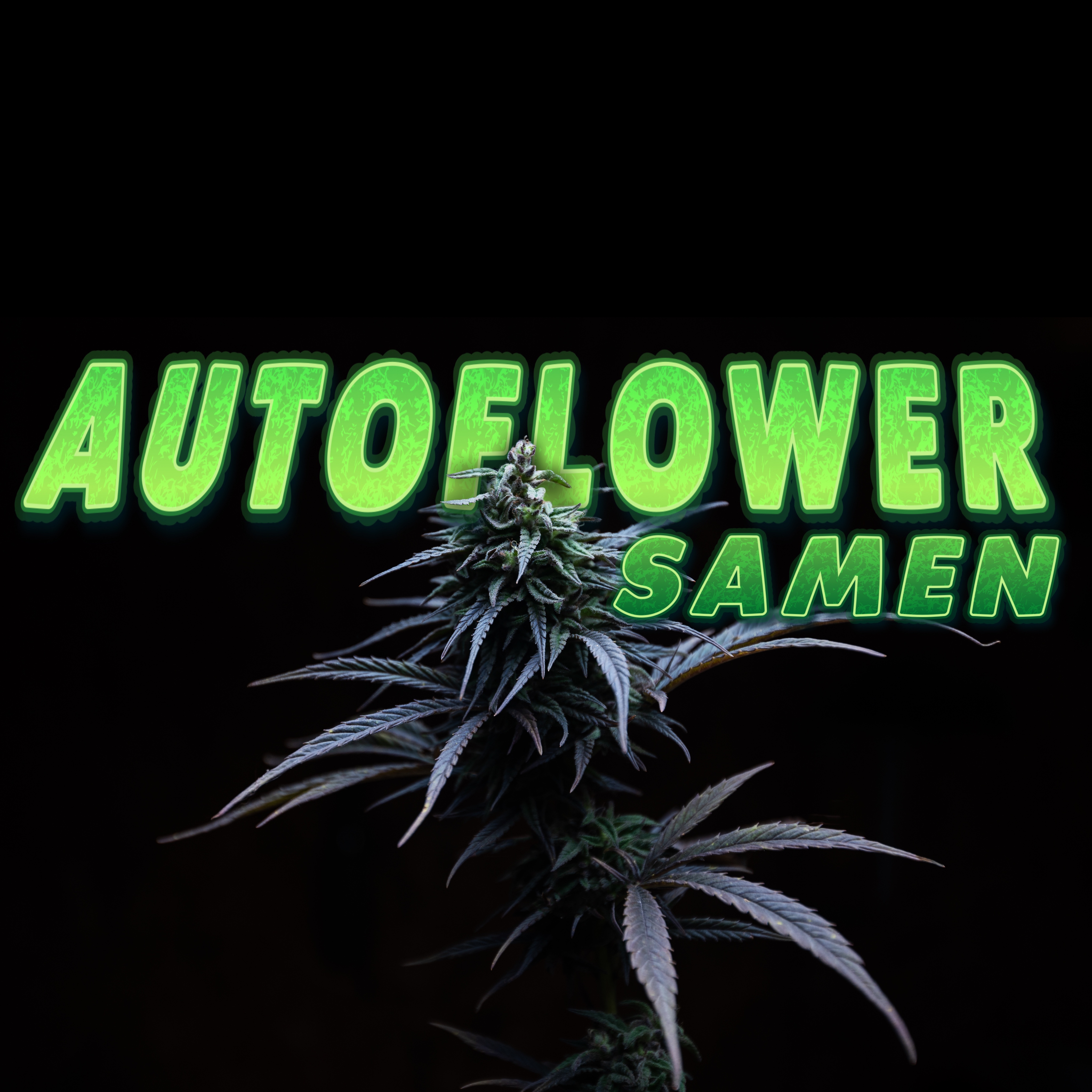 Autoflowering Samen