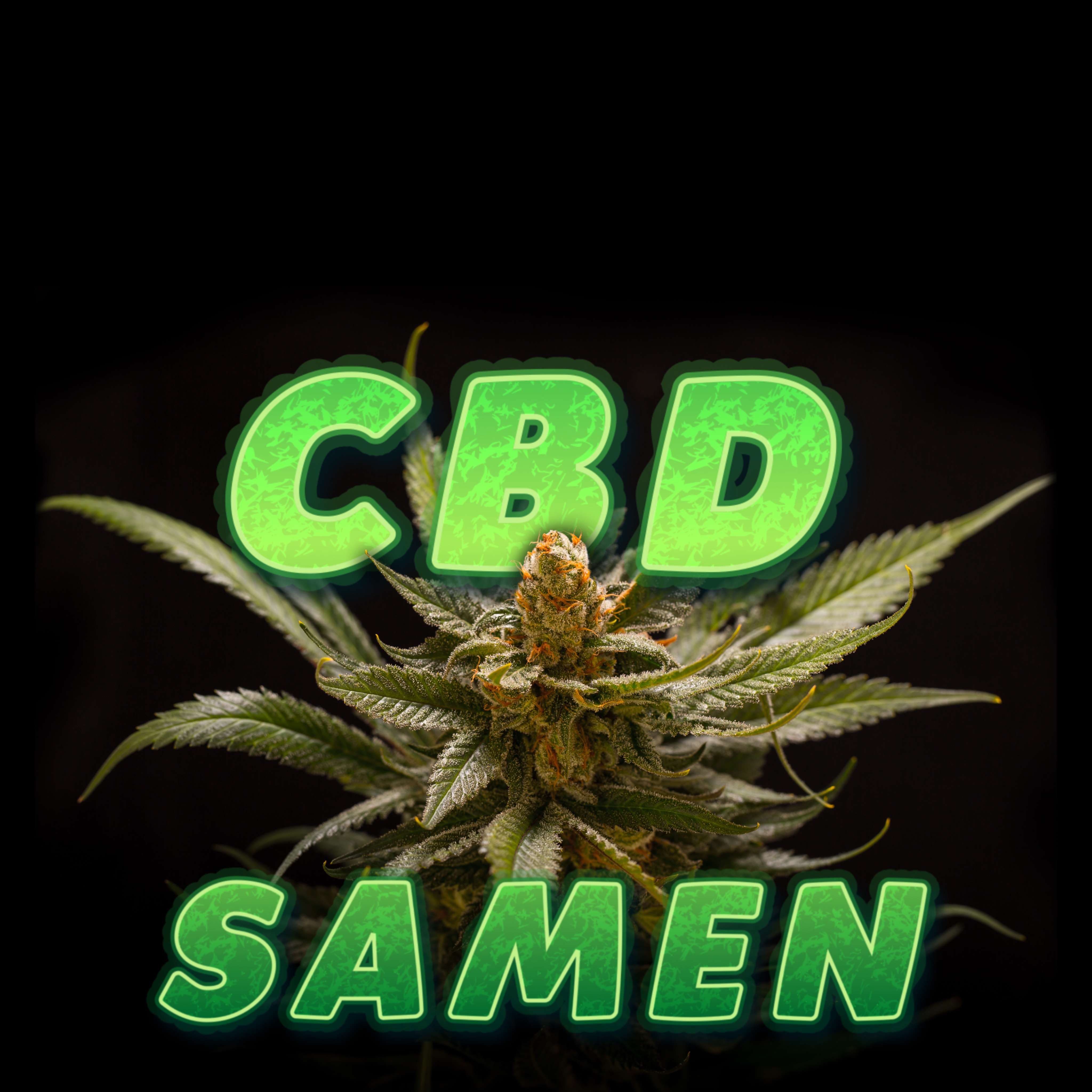 CBD Samen