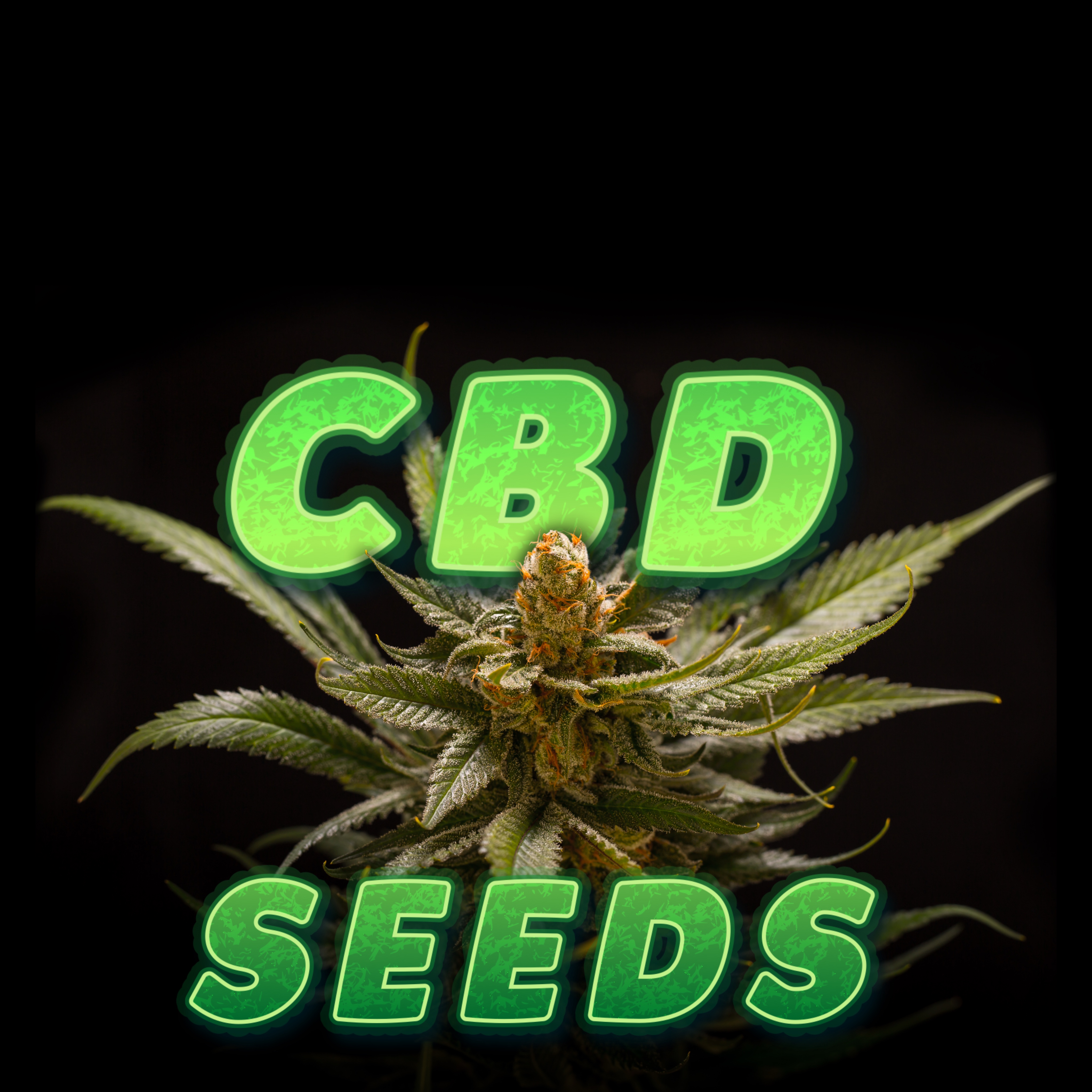 Adonhusa CBD Seeds