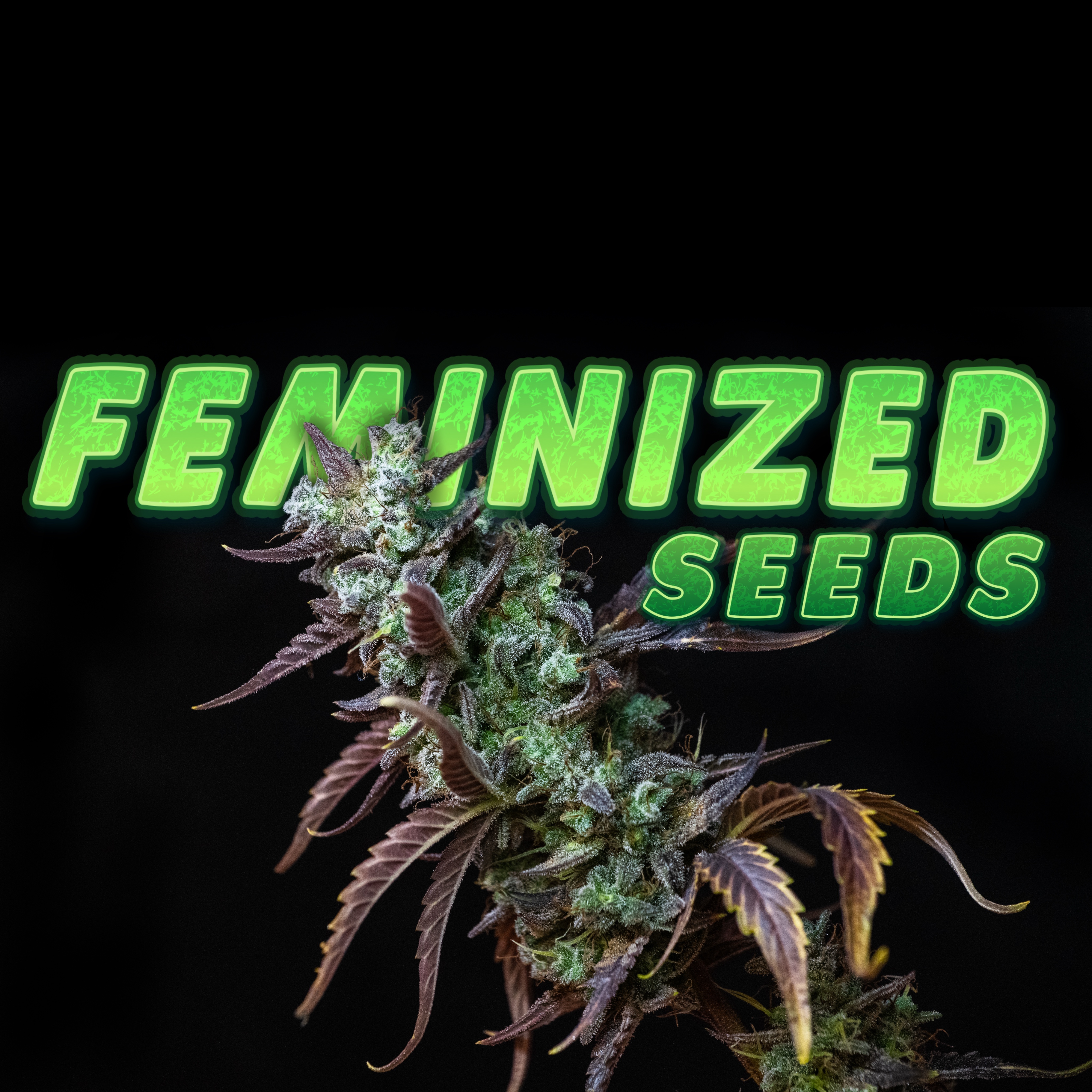 Adonhusa Feminized Seeds