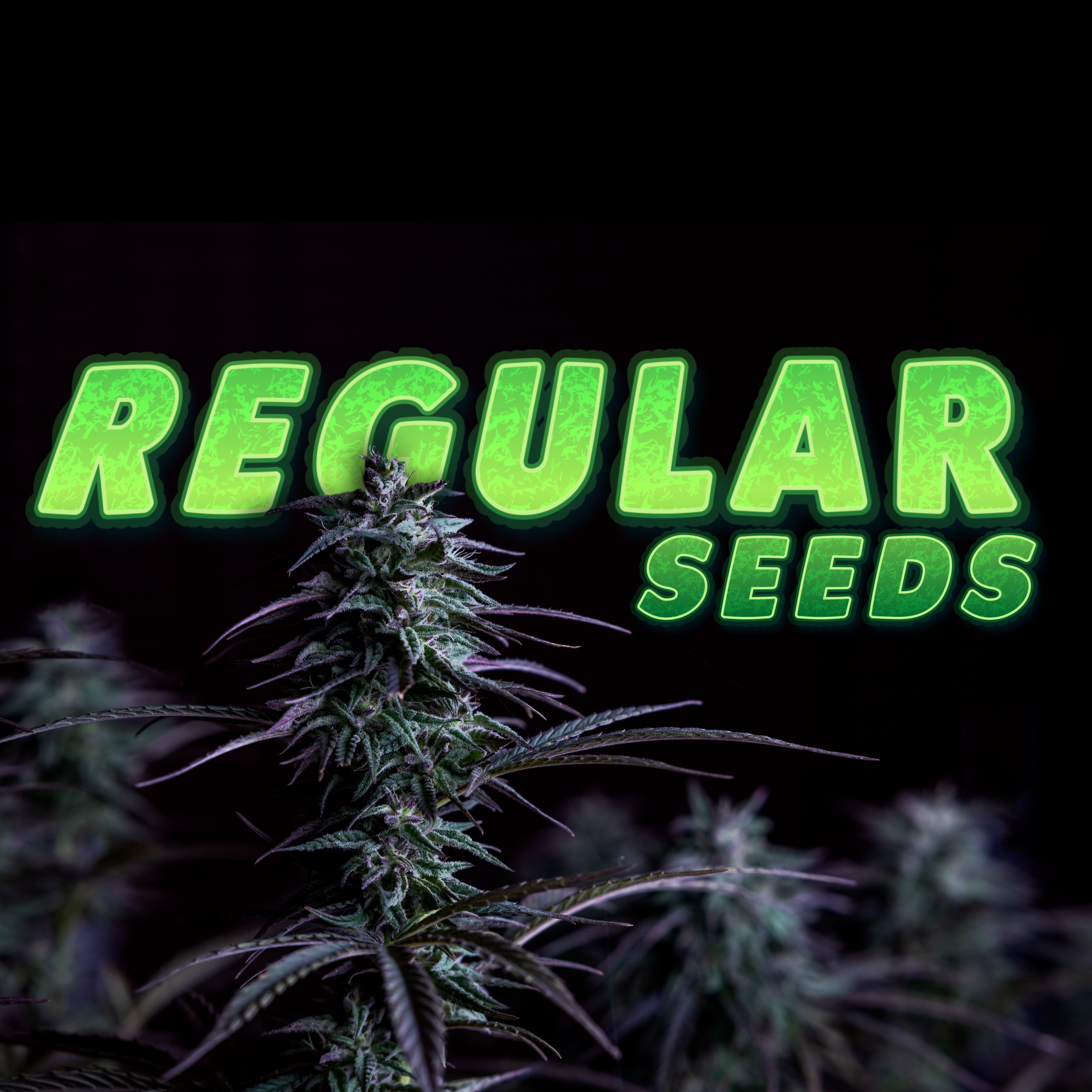 Adonhusa Regular Seeds