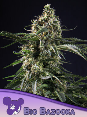 Anesia Seeds BIG BAZOOKA - 3 feminisierte Samen