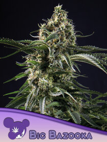 Anesia Seeds BIG BAZOOKA - 3 feminized seeds