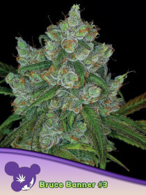 Anesia Seeds Bruce Banner #3 - 3 feminisierte Samen