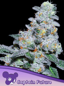 Anesia Seeds Captain Future - 3 feminized seeds