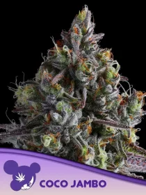 Anesia Seeds Coco Jambo - 3 feminisierte Samen