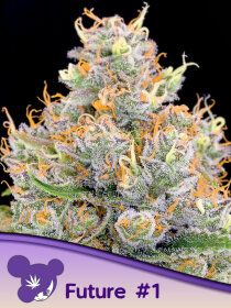 Anesia Seeds Future #1 - 3 feminized seeds