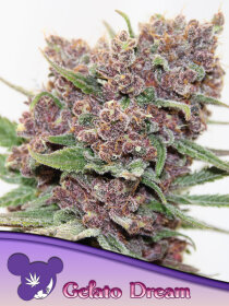 Anesia Seeds Gelato Dream - 3 feminized seeds