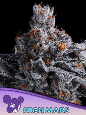 Anesia Seeds HIGH MARS - 3 feminisierte Samen