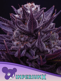 Anesia Seeds IMPERIUM X - 3 feminisierte Samen