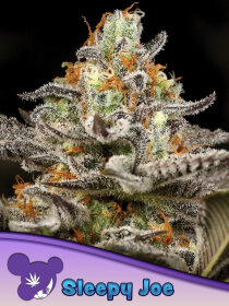 Anesia Seeds Sleepy Joe - 3 feminized seeds