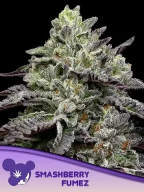 Anesia Seeds Smashberry Fumez - 3 feminisierte Samen