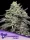 Anesia Seeds Smashberry Fumez - 3 feminisierte Samen