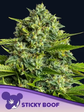 Anesia Seeds Sticky Boof - 3 feminisierte Samen