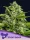 Anesia Seeds Sticky Boof - 3 feminisierte Samen