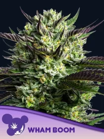 Anesia Seeds WHAM BOOM - 3 feminized seeds