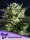 Anesia Seeds WHAM BOOM - 3 feminisierte Samen