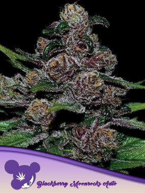 Anesia Seeds Blackberry Moonrocks Auto - 3 automatisierte...