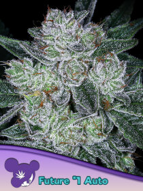 Anesia Seeds Future #1 Auto - 3 automated seeds