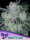 Anesia Seeds Future #1 Auto - 3 automatisierte Samen