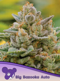 Anesia Seeds BIG BAZOOKA Auto - 3 automated seeds