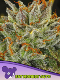 Anesia Seeds Fat Monkey Auto - 3 automated seeds