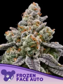 Anesia Seeds Frozen Face Auto - 3 autoflowering Samen