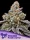 Anesia Seeds Frozen Face Auto - 3 autoflowering Samen