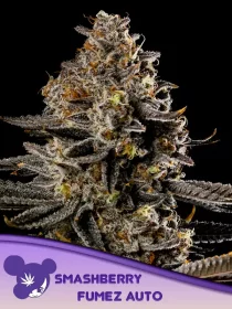 Anesia Seeds Smashberry Fumez Auto - 3 automated seeds