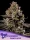 Anesia Seeds Smashberry Fumez Auto - 3 autoflowering Samen