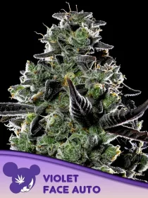 Anesia Seeds Violet Face Auto - 3 autoflowering Samen