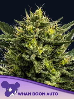 Anesia Seeds WHAM BOOM Auto - 3 autoflowering Samen