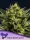 Anesia Seeds WHAM BOOM Auto - 3 autoflowering Samen