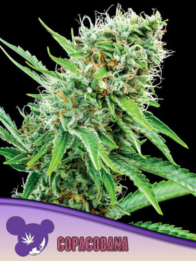 Anesia Seeds Copacobana (Landrace Collection) - 3 feminisierte Samen