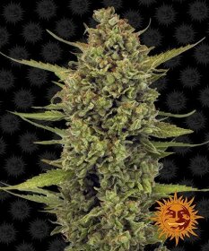 Barneys Farm Acapulco Gold - 3 feminized seeds