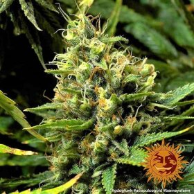 Barneys Farm Acapulco Gold - 3 feminisierte Samen