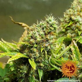 Barneys Farm Acapulco Gold - 3 feminisierte Samen