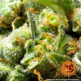 Barneys Farm Acapulco Gold - 3 feminisierte Samen