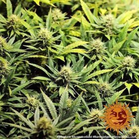 Barneys Farm Acapulco Gold - 3 feminisierte Samen