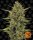 Barneys Farm Acapulco Gold - 3 feminisierte Samen