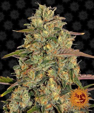 Barneys Farm Amnesia Lemon - 3 feminized seeds