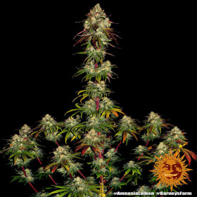 Barneys Farm Amnesia Lemon - 3 feminisierte Samen