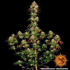 Barneys Farm Amnesia Lemon - 3 feminisierte Samen