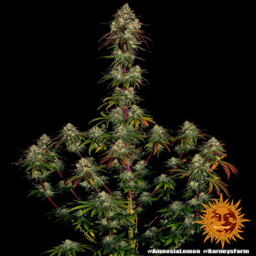 Barneys Farm Amnesia Lemon - 3 feminisierte Samen