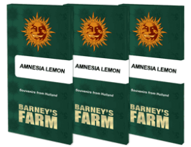 Barneys Farm Amnesia Lemon - 3 feminisierte Samen