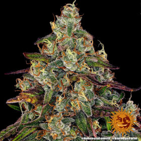 Barneys Farm Amnesia Lemon - 3 feminisierte Samen