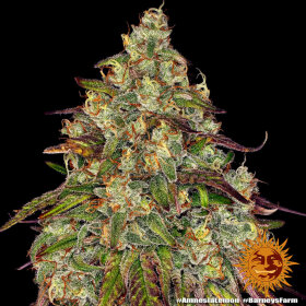 Barneys Farm Amnesia Lemon - 3 feminisierte Samen