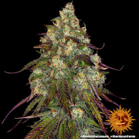 Barneys Farm Amnesia Lemon - 3 feminisierte Samen