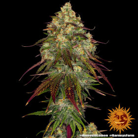 Barneys Farm Amnesia Lemon - 3 feminisierte Samen