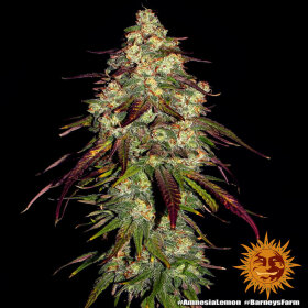 Barneys Farm Amnesia Lemon - 3 feminisierte Samen